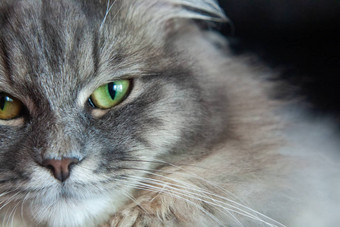 动物的鼻口灰色的条纹毛茸茸的猫<strong>西伯利亚</strong>小猫