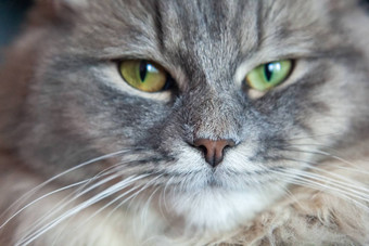动物的鼻口灰色的条纹毛茸茸的猫<strong>西伯利亚</strong>小猫