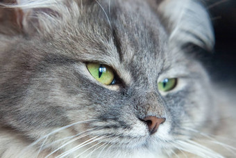 动物的鼻口灰色的条纹毛茸茸的猫西伯利亚小猫