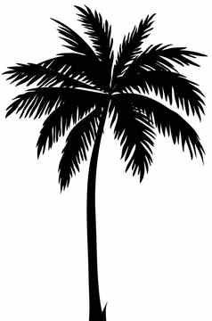 轮廓椰子树白色背景纹理字体。