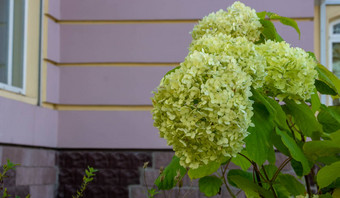 绣球花圆锥花花朵花园美丽的绿色绣球花花朵