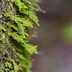 蕨类植物日益增长的热带热带雨林树色彩斑斓的背景