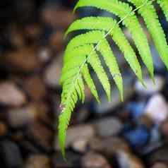 关闭蕨类植物叶状体