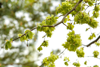 榆树树camperdown小明亮的绿色叶子