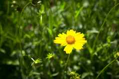 花被称为doronicum布鲁姆花圃明亮的黄色的