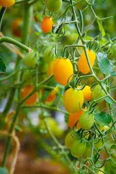 一些生黄色的西红柿挂起分支温室