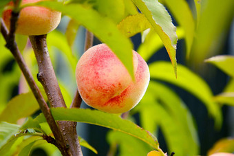 桃子成熟树花园纹理背景