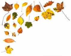 色彩斑斓的集合秋天叶子框架白色背景