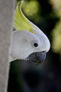 澳大利亚白色凤头鹦鹉窥视