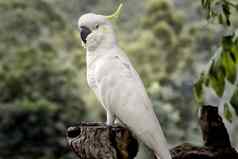 澳大利亚白色凤头鹦鹉树树桩