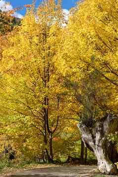 金多叶的树叶森林秋天箭镇新西兰