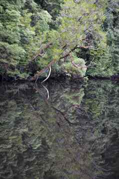 水反射树水戈登河塔斯马尼亚