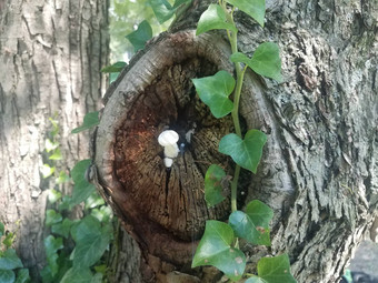 白色蘑菇日益增长的树绿色他来了