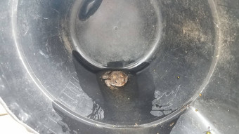 棕色（的）青蛙蟾蜍黑色的<strong>塑料桶</strong>水