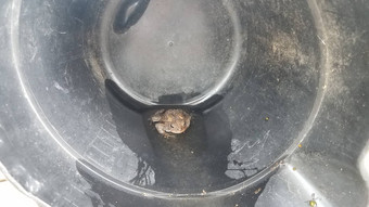 棕色（的）青蛙蟾蜍黑色的塑料桶水