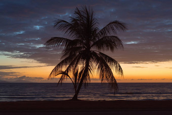 日出海滩棕榈树前面中心