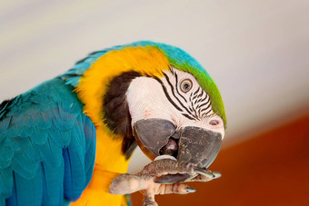 蓝色的黄金金刚鹦鹉鸟中央南美国