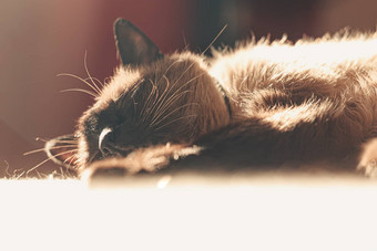 超级关闭脸暹罗猫睡觉日光浴