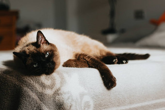暹罗猫休息床上相机复制空间
