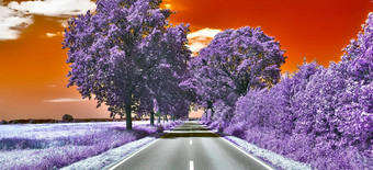 美丽的紫色的红外景观高决议