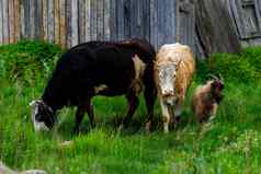 牛吃草木栅栏绿色草