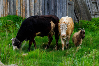 牛吃草木栅栏绿色草