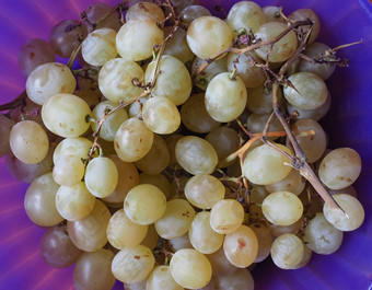 白色葡萄水果食物