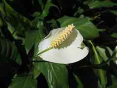 马蹄莲植物马蹄莲palustris白色花