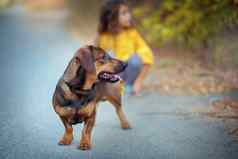 女孩走秋天鞭打达克斯猎犬狩猎狗