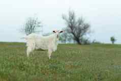 白色国内山羊农场绿色草坪上日落首页农场