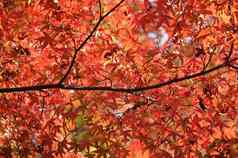 红色的橙色枫木叶子秋天日本