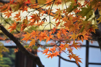 红色的橙色枫木叶子《京都议定书》寺庙秋天