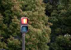 停止红色的光交通标志森林