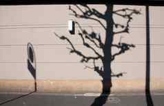 shodow樱花树交通标志棕色（的）墙东京