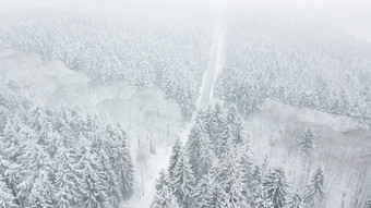 森林路双方雪覆盖树白色雪秋天深冬天风暴