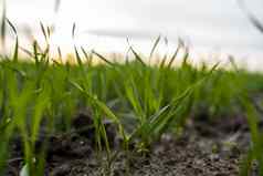 关闭年轻的绿色小麦幼苗日益增长的土壤场日落关闭发芽黑麦农业场日落豆芽黑麦小麦生长黑钙土种植秋天
