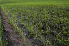 关闭年轻的绿色小麦幼苗日益增长的土壤场日落关闭发芽黑麦农业场日落豆芽黑麦小麦生长黑钙土种植秋天