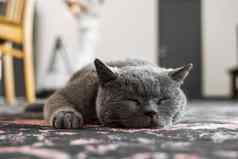 灰色的夏特尔猫猫黄色的眼睛睡觉地毯