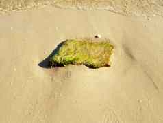 岩石石头绿色藻类海藻水