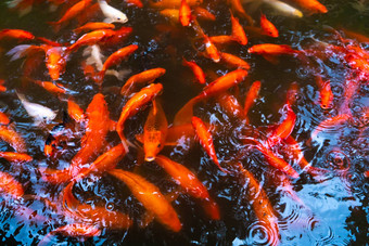群日本红色的鲤鱼池塘鱼室内装饰