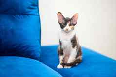 sphynx混血儿小猫坐在沙发上三原色小猫大耳朵刷斯芬克斯斯芬克斯羊毛