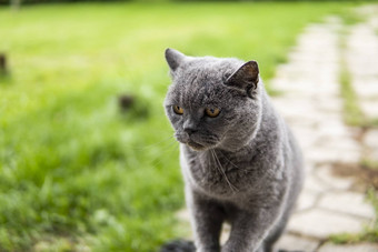 灰色的夏特尔猫猫黄色的眼睛坐户外