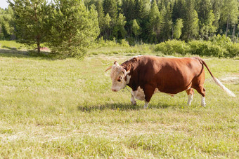 牛象征星座标志金牛座横幅大牛环鼻子站在庄严地郁郁葱葱的夏天草地牛奶牛放牧绿色草地景观东部星座