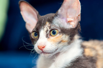 可爱的小猫混血儿sphynx坐在沙发上三原色小猫大耳朵刷斯芬克斯斯芬克斯羊毛