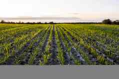 景观年轻的小麦幼苗日益增长的场绿色小麦日益增长的土壤关闭发芽黑麦农业场日落豆芽黑麦小麦生长黑钙土种植秋天