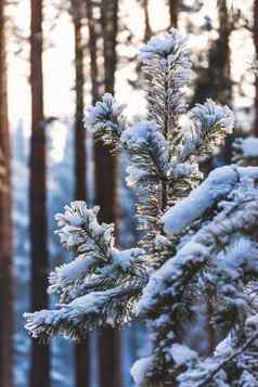 白雪覆盖的云杉背景森林