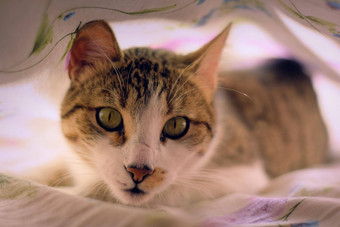 华丽的虎斑猫绿色眼睛盯着强烈的相机<strong>床单</strong>