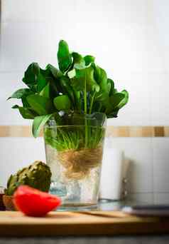 绿色郁郁葱葱的菠菜植物Jar水厨房工作台面