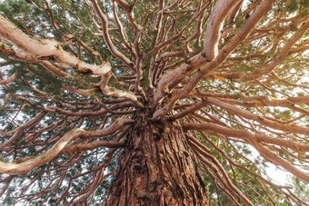 底视图巨大的红杉资本树巨巨型分支机构冬天阳光明媚的一天森林