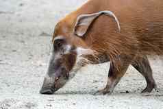 非洲金野猪猪食物土壤